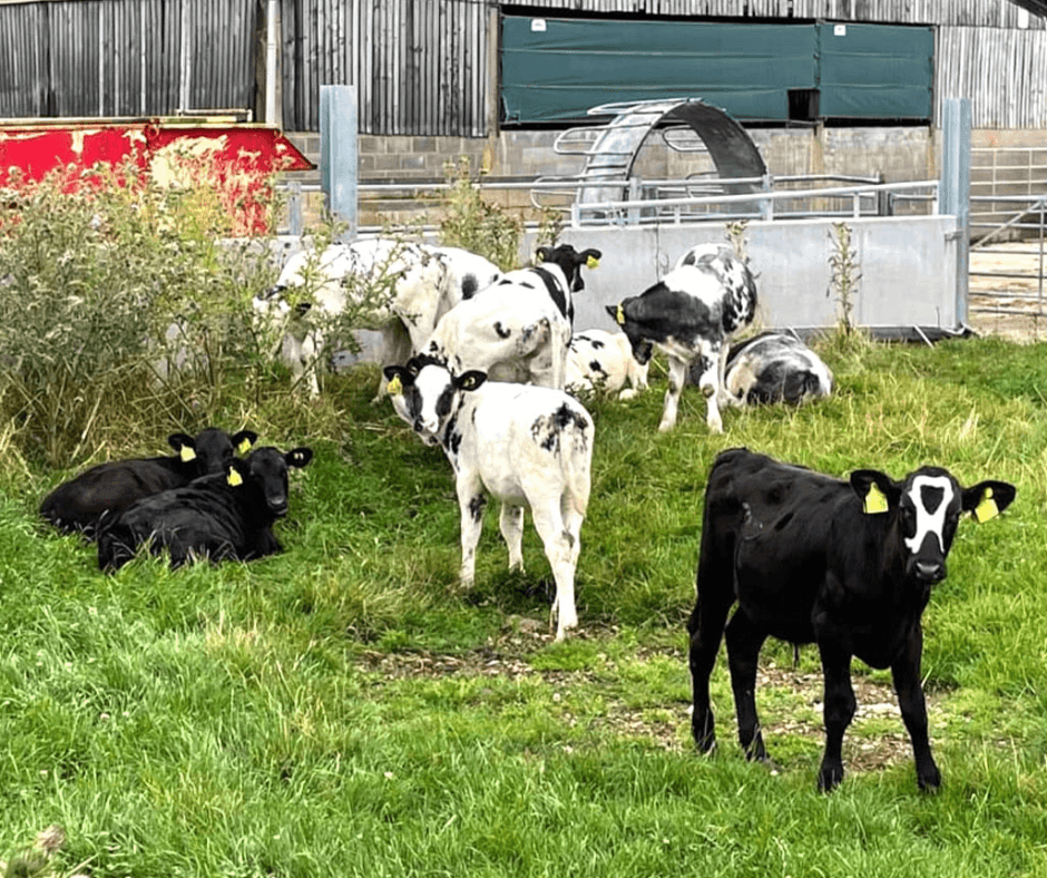 Summer cattle Hurleyford Farm Caravan Park