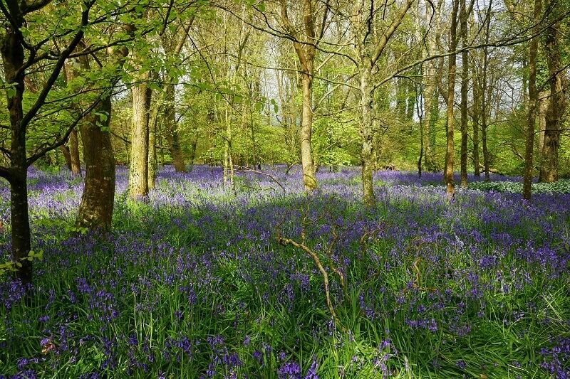 Lanhydrock Gardens Bluebells Garden.jpg