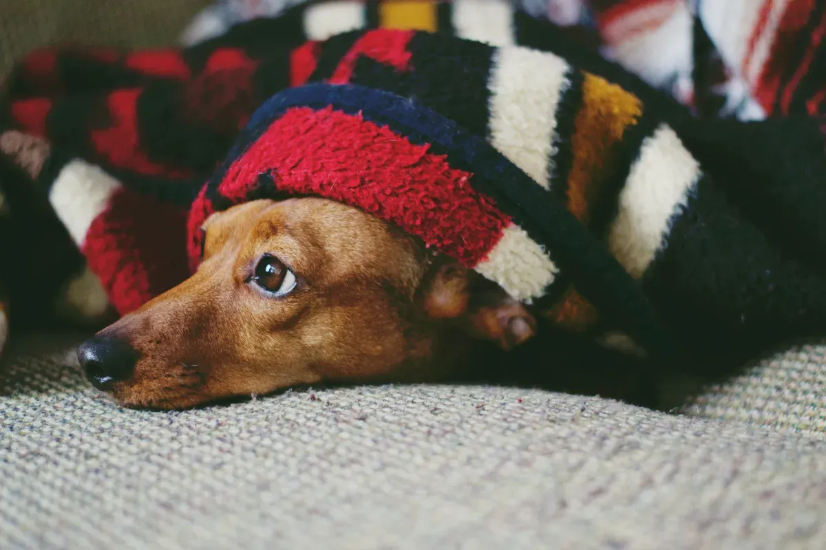 A cute dog wrapped up warm in a colourful blanket.
