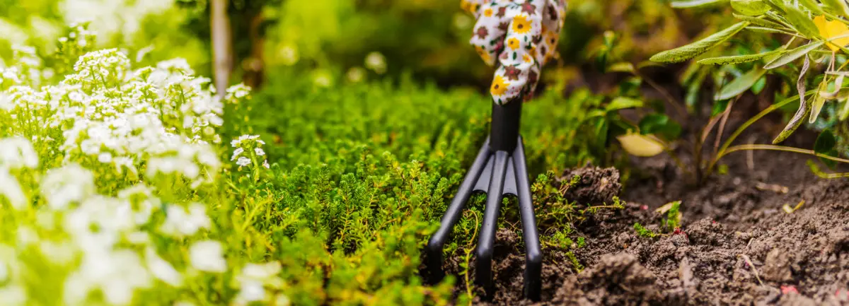 A fork being used to weed a spring garden