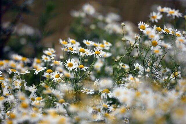 chamomile-5360418_640.jpg