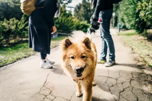 A brown dog stands on a parkland path and looks at the camera. In the background stand its owners, in the middle of a relaxed walk. There are grass and bushes either side of the path. 