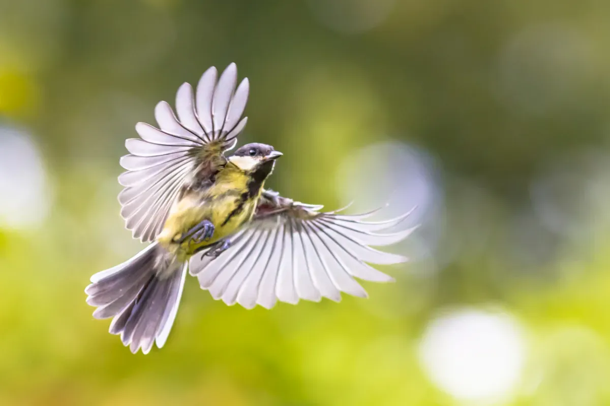 A Great Tit flies with its wings spread wide in front of a blurry green background