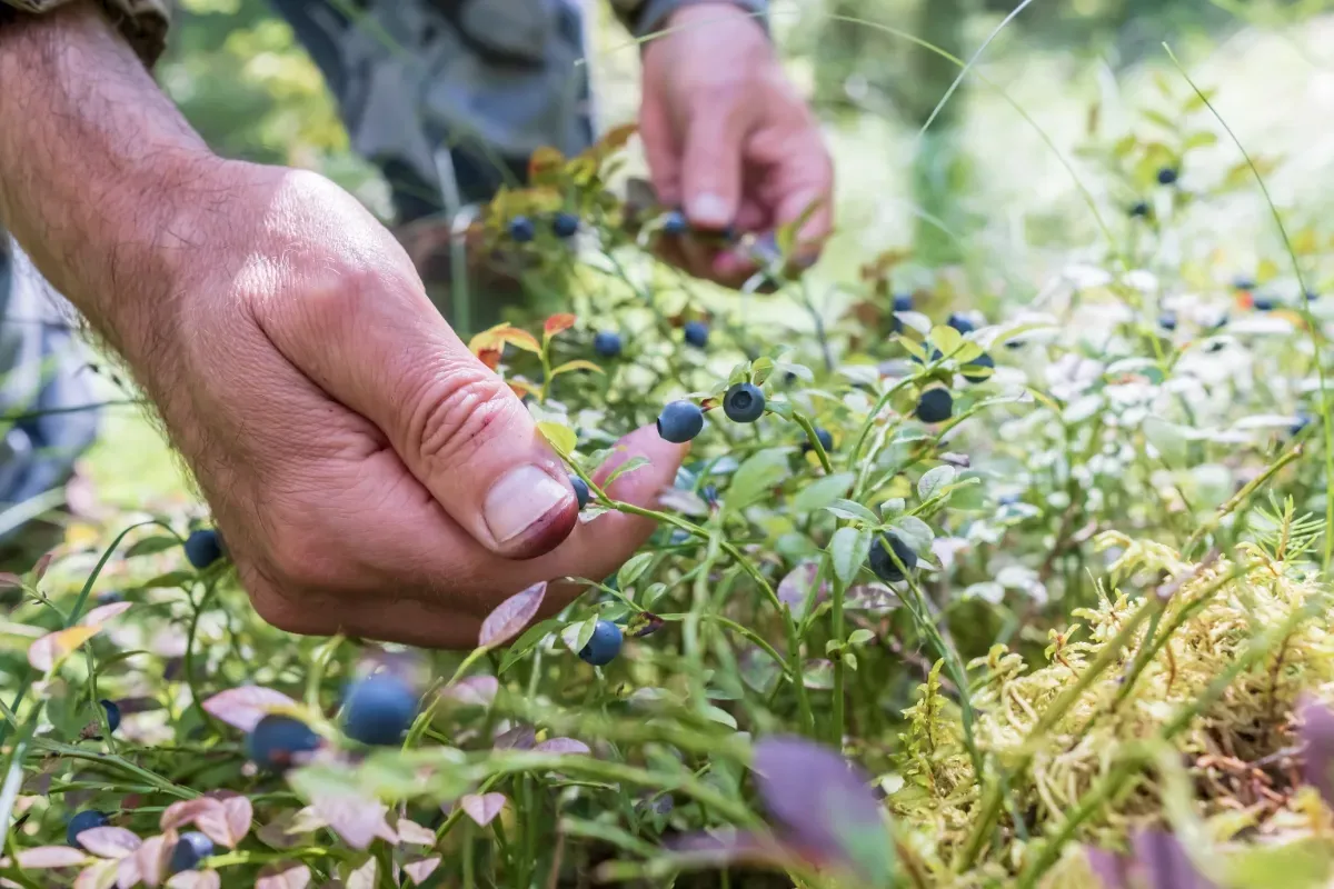 Close up of a man’s hands picking blueberries