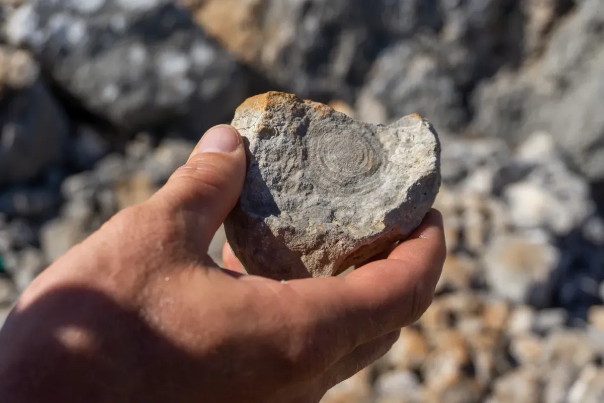 Close-up of a hand holding a rock with the imprint of a fossil on it